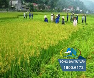 Bỏ hoang đất trồng lúa