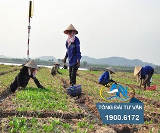 Tiền thu được từ việc bán hoa màu